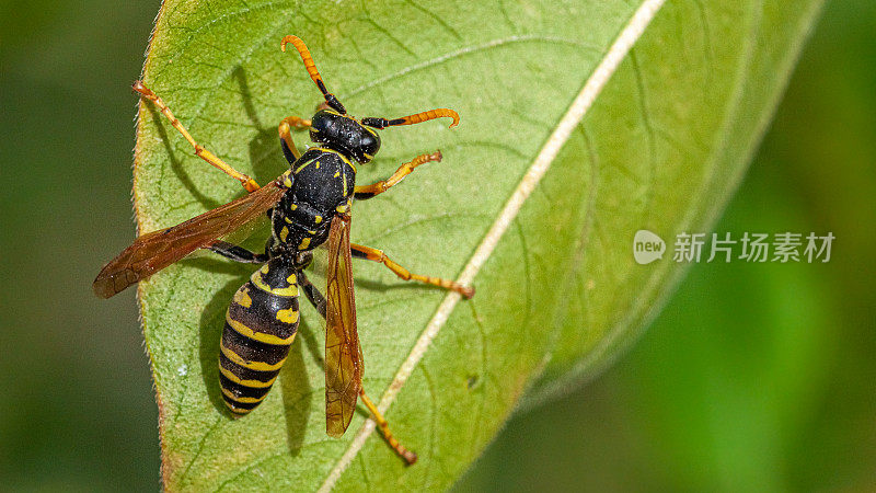 European paper wasp, (Poliste dominula), Vespidae, Poliste gaulois, Poliste Européen.